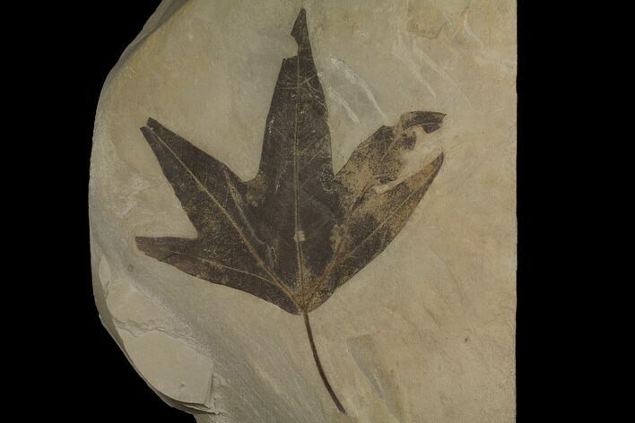 Eocene Fossil Sycamore (Platanus) Leaf - Utah #174929